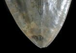 Huge, Serrated Megalodon Tooth - South Carolina #34997-3